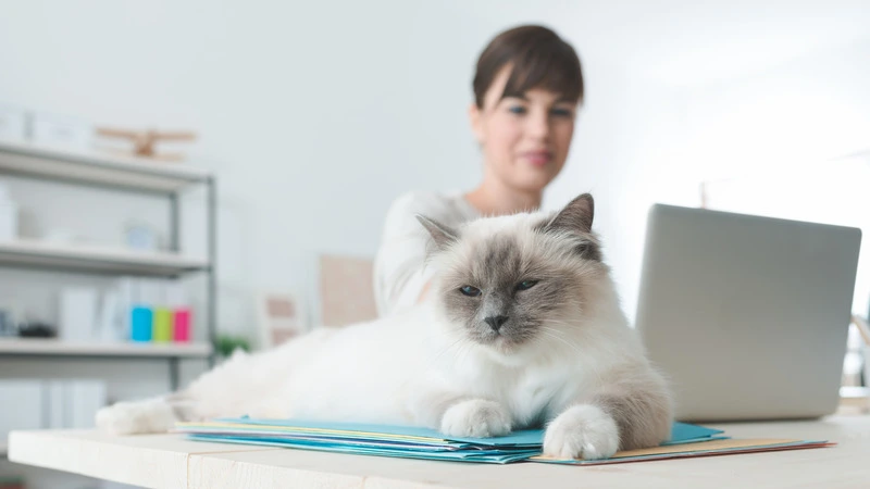Relaxed cat lying on desk with woman using laptop in home office setting